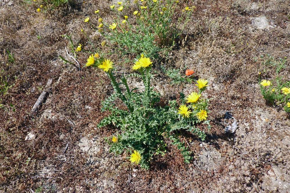Scolymus grandiflorus / Cardogna maggiore